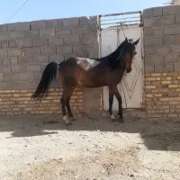 مادیان ۶ساله عرب