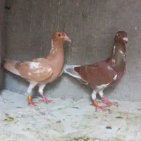 کبوتر میلیمنز