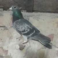 کبوترسبزومگس