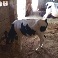 گاو خارجی با گوسالش|حیوانات مزرعه|رامشیر, |دیوار