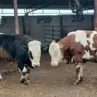 خرید و فروش عمده گوساله های چاق و لاغر