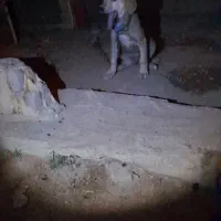 توله پژدر