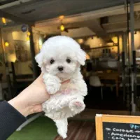 سگ سایزریز|سگ|قم, یزدان‌شهر|دیوار