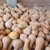 (کدوی شیرین)روستای بیارکُرد
