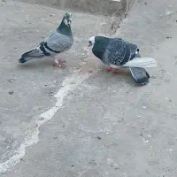 پرمرغ|خوردنی و آشامیدنی|زابل, |دیوار