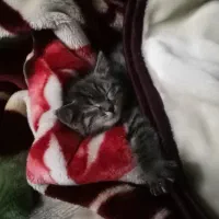 گربه واگزاری