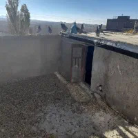 کبوتر|پرنده|قروه, |دیوار