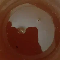 عسل