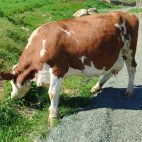 گاو شیری سیمینتال اصل جنس پنج شکم زایده
