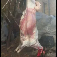 قصاب سیارقصابی سلاخی ذبح گوسفند وبز