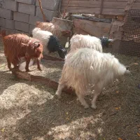 شش عدد کهره|حیوانات مزرعه|دهبکری, |دیوار