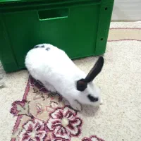 خرگوش