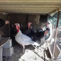 مرغ و بوقلمون