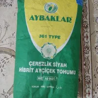 بذر آفتاب گردون آیبکلر