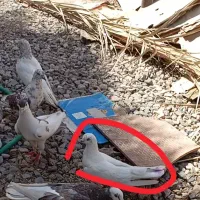 گمشده