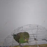 سه عددمرغ عشق