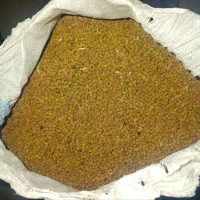 بذری نخود زرد برای لپه