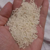 برنج هاشمی عطری گیلان|خوردنی و آشامیدنی|تهران, هروی|دیوار