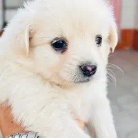 نژاد اشپیتز