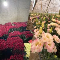 پخش گل و‌ وسائل گل فروشی اراک