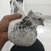 کفتر غریب