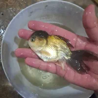 گلدفیش سایز ۴ اینچ قیمت مناسب|ماهی|اسلام‌شهر, شهرک مهدیه|دیوار