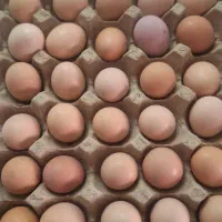 تخم مرغ محلی بومی عمده