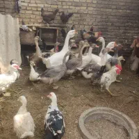 اردک و غاز