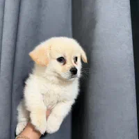 اشپیتز پامر دو ماهه