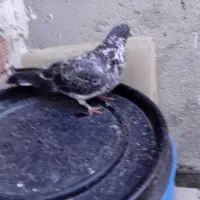 کبوتر|پرنده|اردبیل, |دیوار