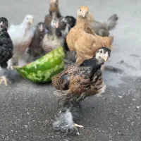 نیمچه برهما غولپیکر