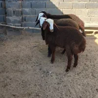 تعداد۷عددبره بفروش میرسد