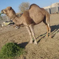 خاش|حیوانات مزرعه|خاش, |دیوار