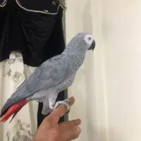 طوطی کاسکو دم قرمز