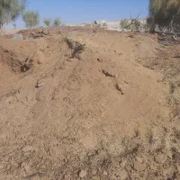 کود گوسفندی