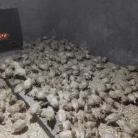 بوقلمون بیوتی ۶|حیوانات مزرعه|سبزوار, ابارش|دیوار