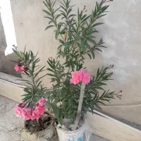 گیاه خرزهره