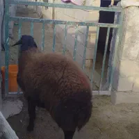 بره قوچ|حیوانات مزرعه|کوهدشت, |دیوار