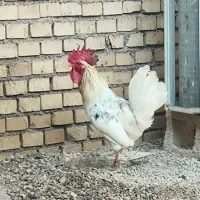 خروس عربی اصل