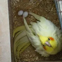 فروش عروس هلندی مولد