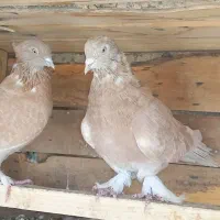 کبوتر زرد پر