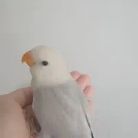 کوتوله  بریزیلی