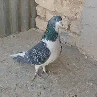 کفتر کبوتر خشرنگ