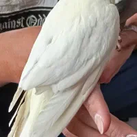 عروس هلندی|پرنده|ماکو, |دیوار