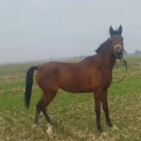 مادیون یکسر خارجی