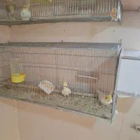 جفت عروس هلندی لوتینو|پرنده|اصفهان, نصرآباد|دیوار