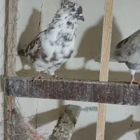 کبوتر پرشی|پرنده|شهریار, شهریار|دیوار