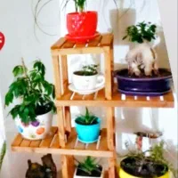 استندگلدان