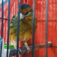 سهره قناری سرخ عطیقه