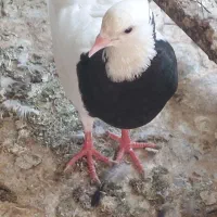 کبوتر طوقی ماده + فروش تعدادی کبوتر بصورت جمله ای|پرنده|بوشهر, |دیوار